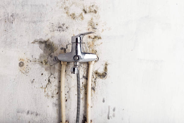Professional Mold Removal in Stratford, TX