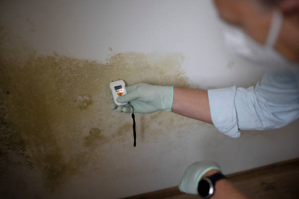 Best Residential Mold Removal  in Stratford, TX