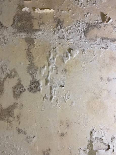 Best Office Mold Removal Services  in Stratford, TX