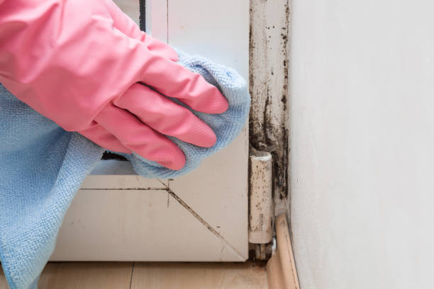 Best Mold Remediation Services  in Stratford, TX