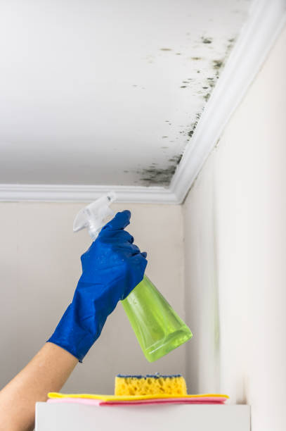Best Same-Day Mold Removal  in Stratford, TX