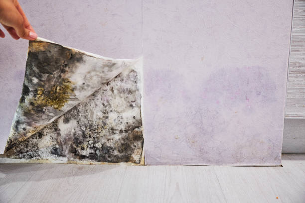 Best Certified Mold Removal  in Stratford, TX